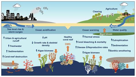 carbon dating coral reefs
